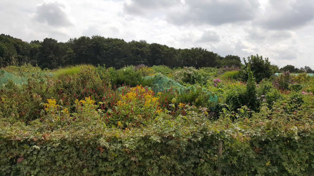 Achter de schermen augustus 2019; Fruit plukken; Pluktuin de Bosrand