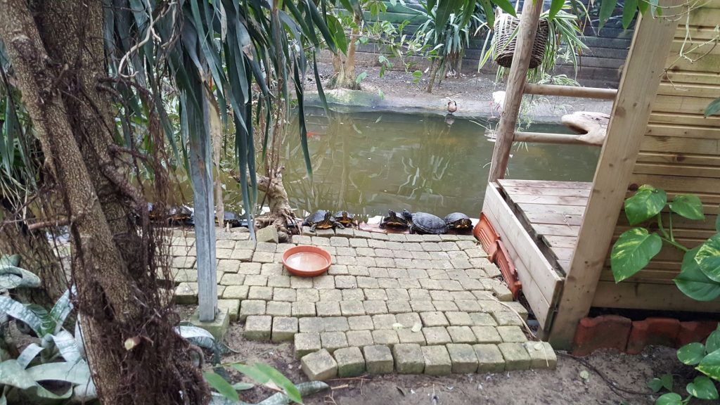 Vissen en schildpadden Dierenpark Texel Zoo