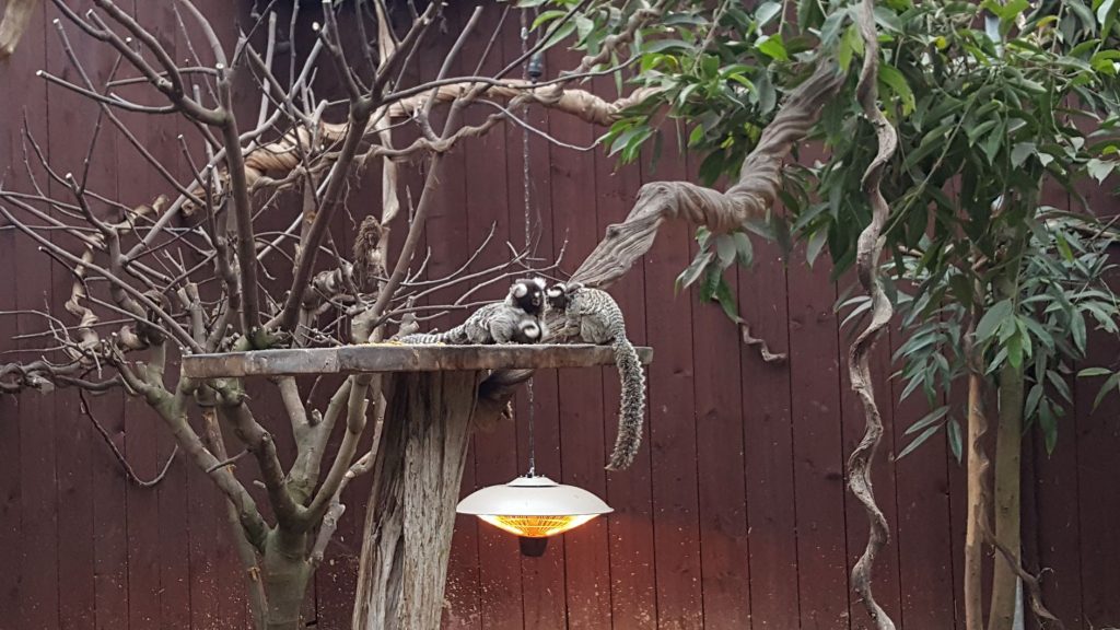 Witoorpenseelaapjes bij bezienswaardigheid dierenpark Texel Zoo in Oosterend