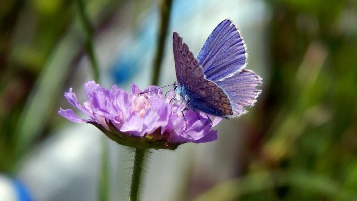 Bijen- en vlindertuin | Tips om meer bijen en vlinders naar je tuin te lokken