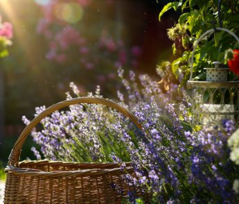 Achter de schermen juni 2020; Lavendel in een tuin