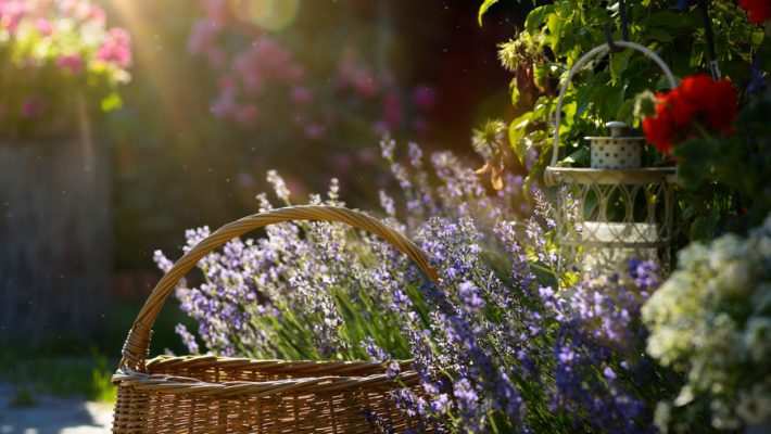 Achter de schermen juni 2020; Lavendel in een tuin