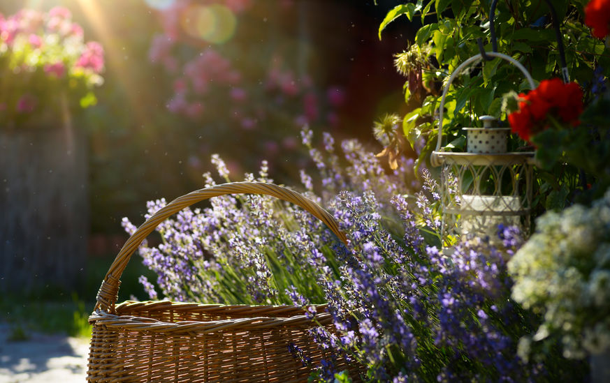 Achter de schermen juni 2020; Lavendel in een tuin