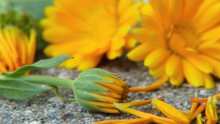 Geneeskrachtige kruidenwandeling en goudsbloem tinctuur maken