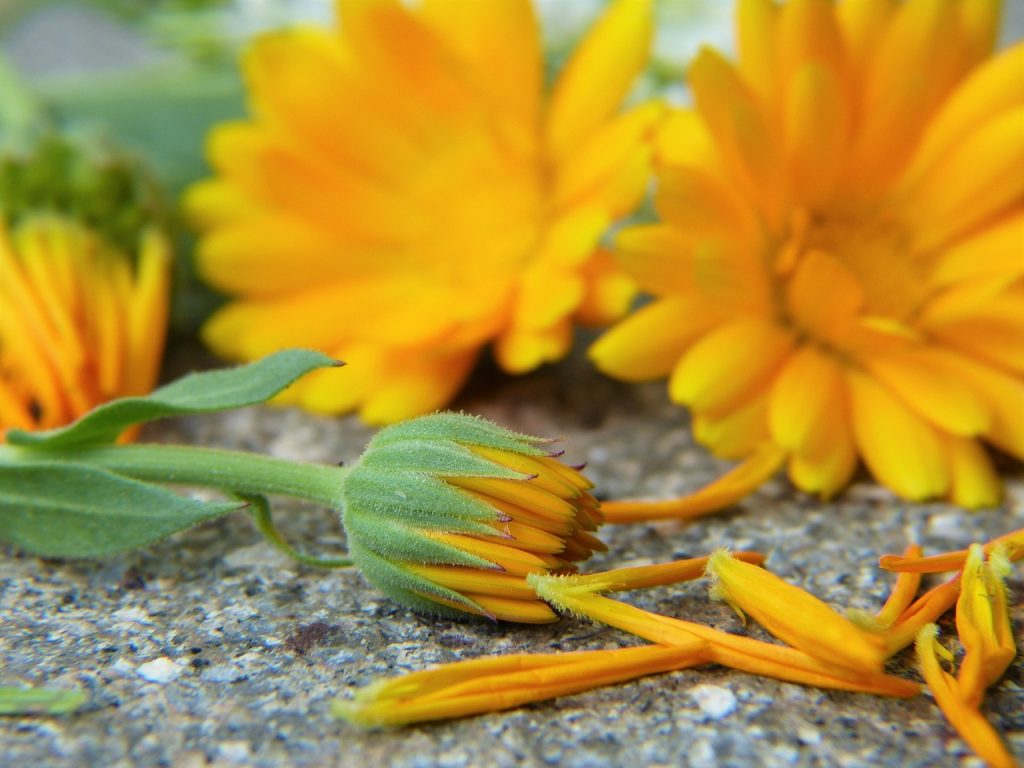 Geneeskrachtige kruidenwandeling en goudsbloem tinctuur maken