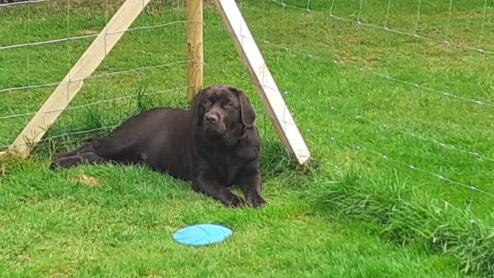 Wij hebben een labrador pup gekocht + tips