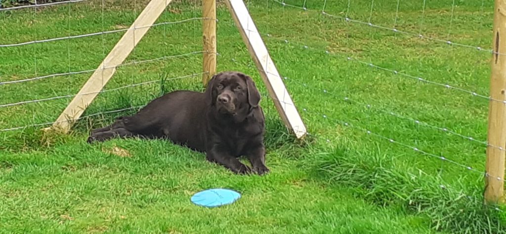 Wij hebben een labrador pup gekocht + tips